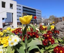 City flowers City flowers