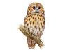 Tawny Owl