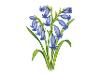 Bluebell