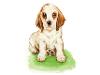 Dog puppy