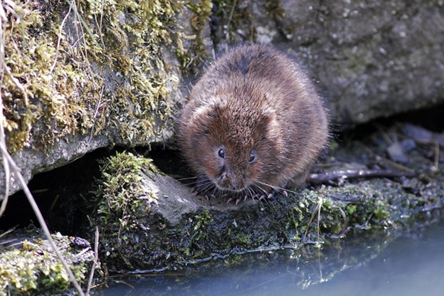 Water Vole Water vole