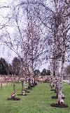 Established memorial trees