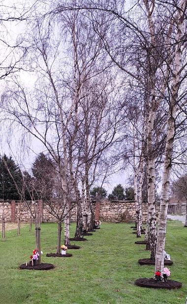 Established memorial trees 