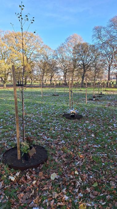 Newly planted memorial trees