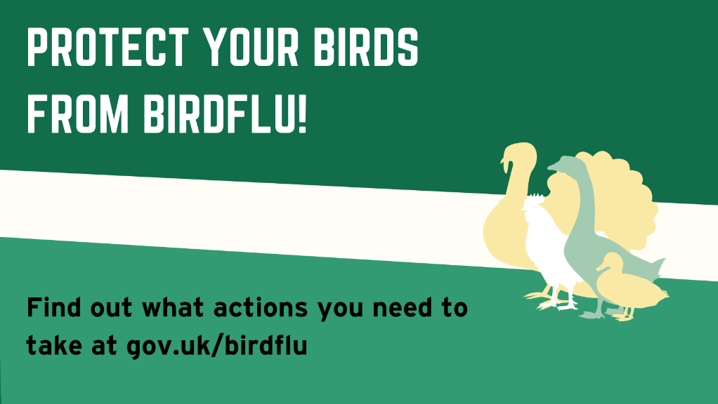 Avian flu graphic