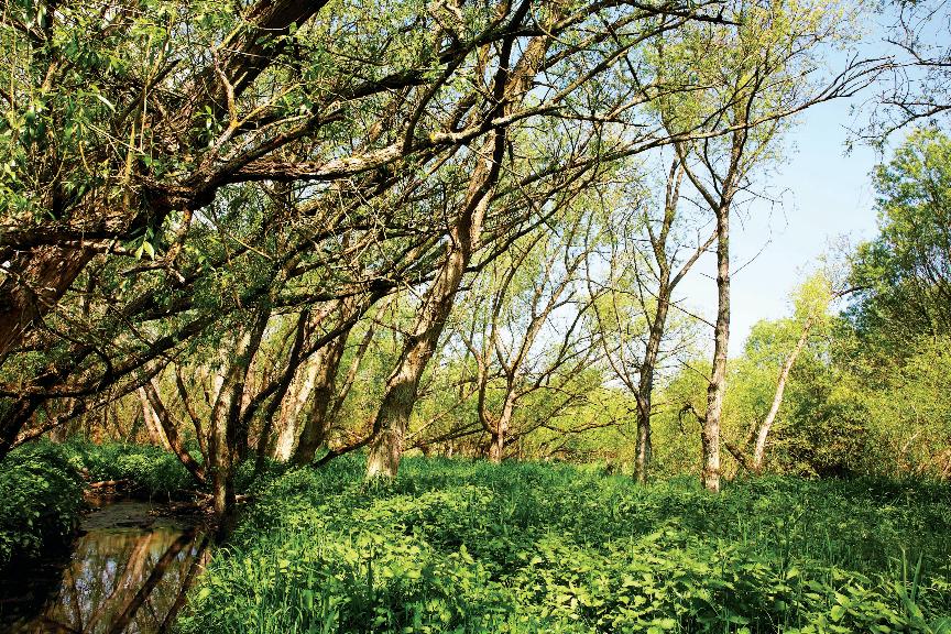 localnaturerecoverystrategyimage